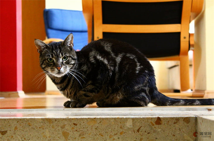 猫夏天家里没人不开空调行吗 热怎么办