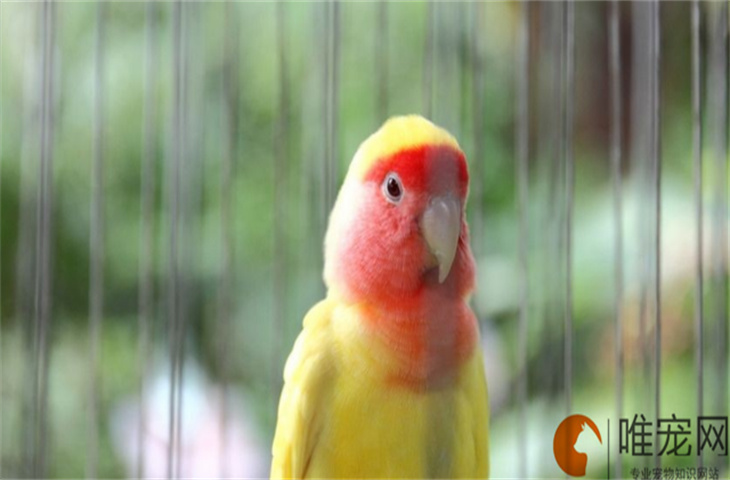 黄桃鹦鹉会说话吗 习性是怎样的