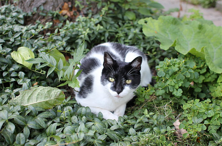 奶牛猫多少钱一只正常价 能免费获得吗