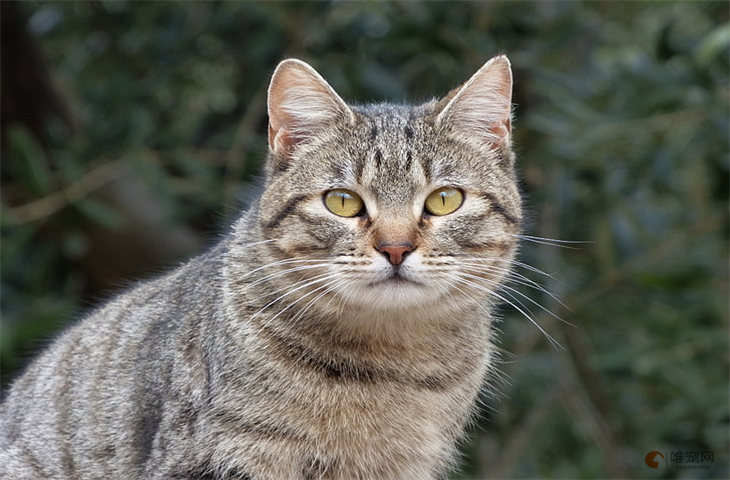 旺主人的猫特征 如何看相