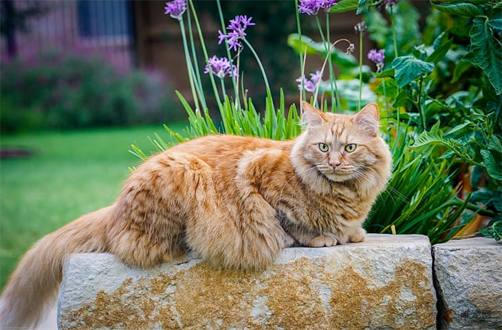 长毛橘猫多少钱一只 哪里可以买到