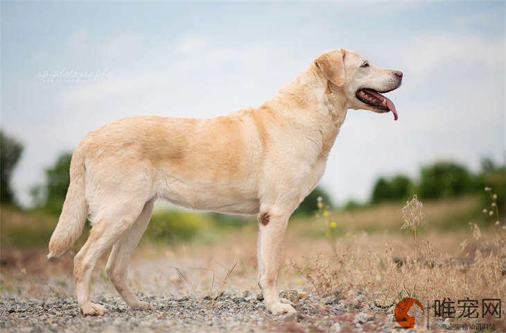 为什么土狗服从性差 多大开始懂人性 为什么土狗服从性差 多大开始懂人性