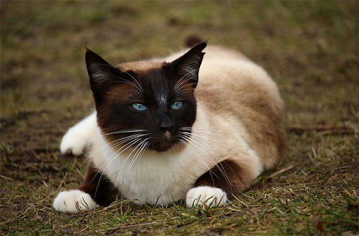 对主人占有欲强的猫咪品种 为什么会争宠