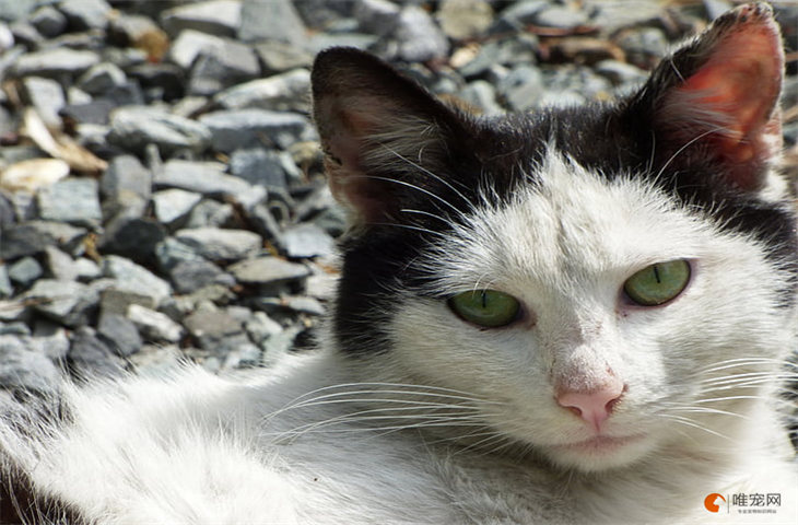 在猫眼中什么样的猫好看 为啥审美和人不同