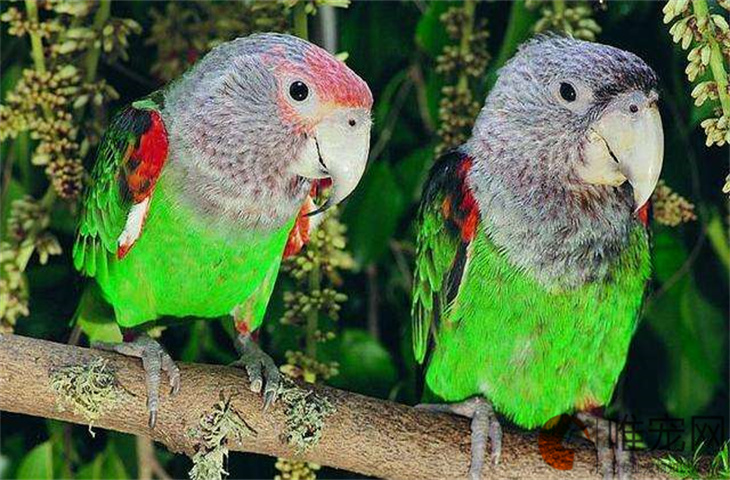 鹦鹉老是张嘴像要吐一样什么原因 鹦鹉老是张嘴像要吐一样什么原因