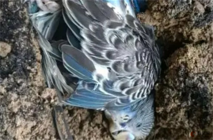 鹦鹉死后埋在哪里好 扔垃圾桶可以吗 鹦鹉死后埋在哪里好 扔垃圾桶可以吗