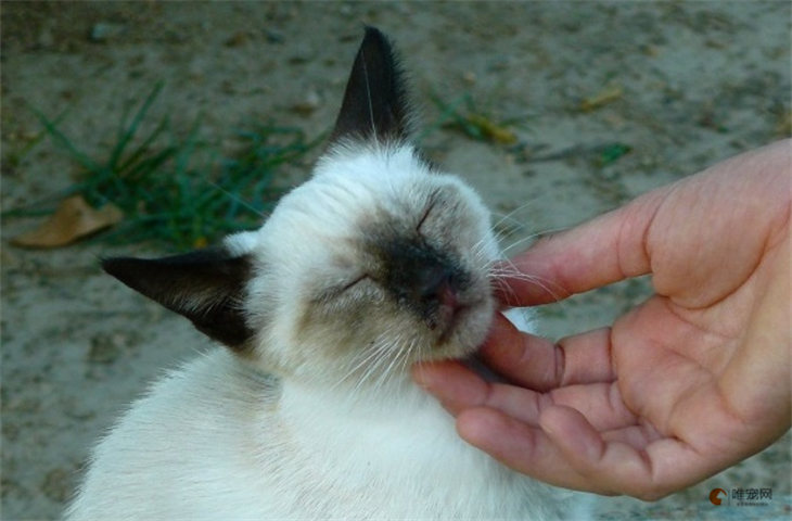 猫来自于哪个国家 是哪个朝代传入中国的