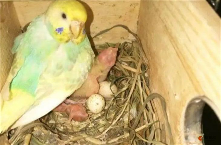 鹦鹉怀孕到生蛋要多长时间，产蛋后多久孵蛋