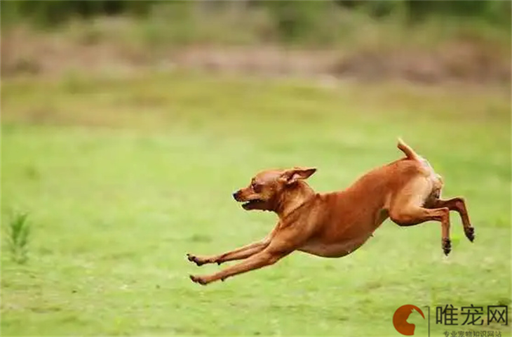 小鹿犬能关到笼子里养吗 一直叫怎么办