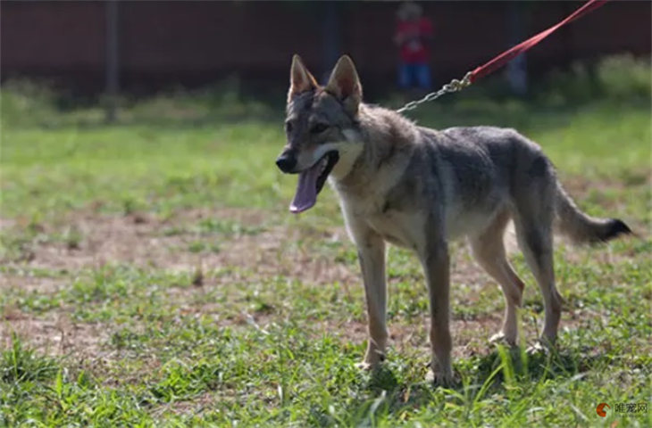 捷克狼犬多少钱一条 在中国禁养吗