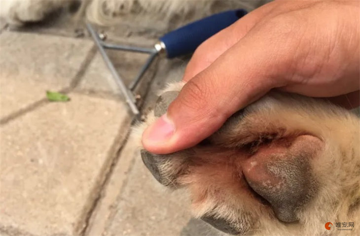 狗狗前脚有个小肉球是什么 为啥不能要