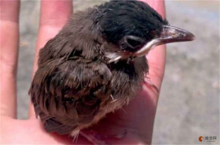 捡回来的幼鸟不张嘴怎么办 多大会自己吃食