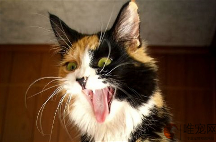 怎么判断猫咪是不是肠胃炎 有哪些症状
