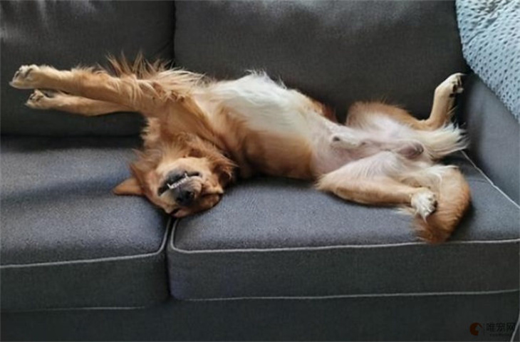 狗狗怎样的睡姿说明它最安全 板鸭趴好不好