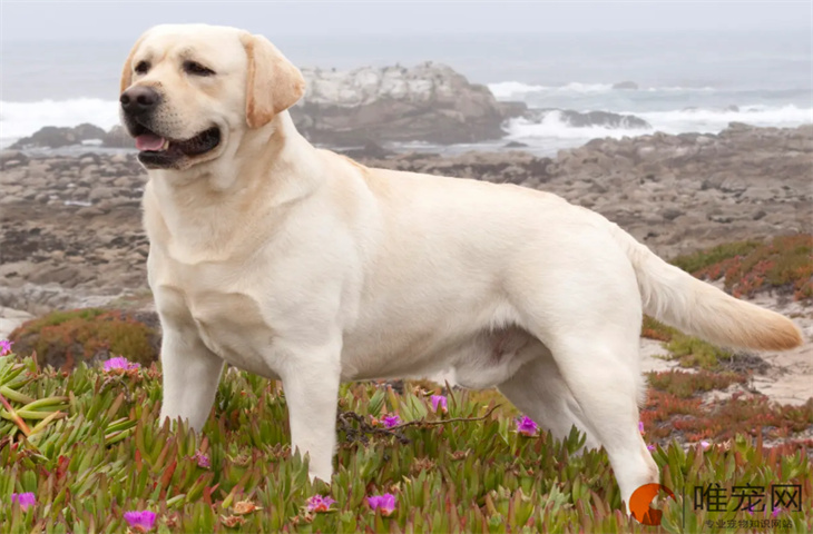 拉布拉多二代犬什么意思