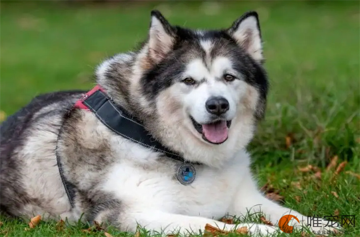 新手怎么挑选阿拉斯加幼犬 需要注意什么