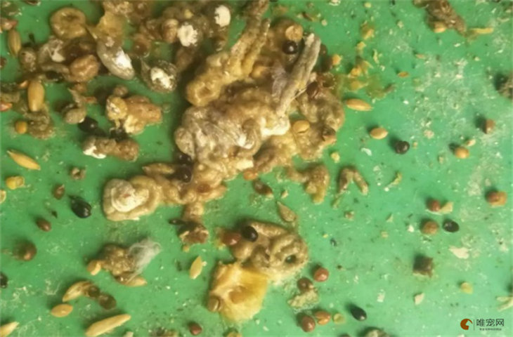 鹦鹉便便怎样是正常 怎么看是不是有病 鹦鹉便便怎样是正常 怎么看是不是有病