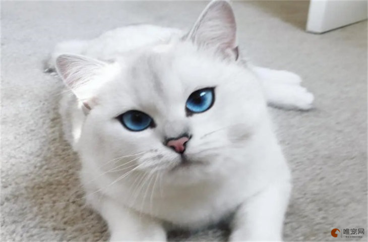 银渐层为什么有蓝眼睛 纯不纯