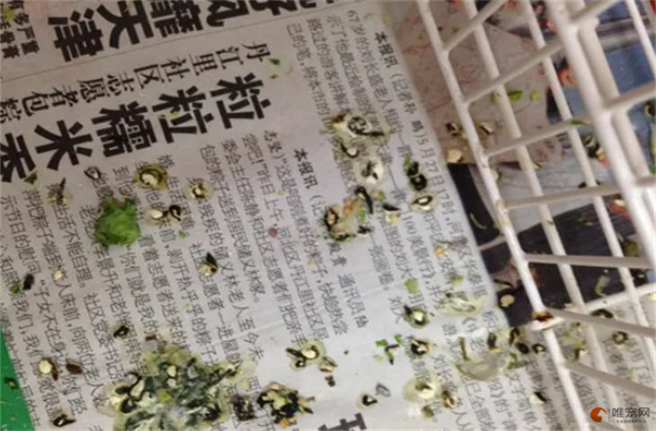 鹦鹉粪便对人体有害吗 有什么危害 鹦鹉粪便对人体有害吗 有什么危害