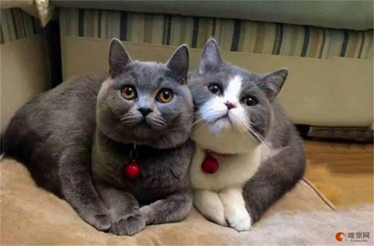 英短和蓝猫是一种猫吗 多少钱一只