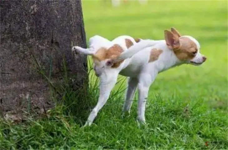 幼犬为什么小便次数那么多 尿频怎么回事