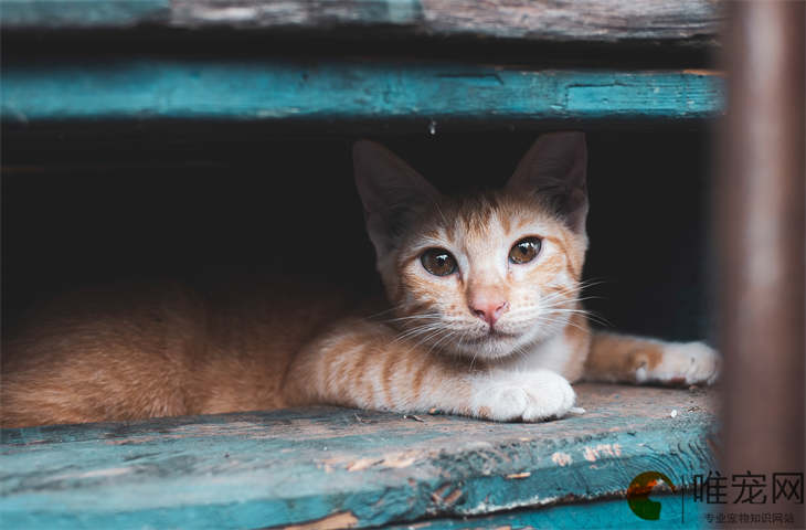 猫撞到头了怎么判断严不严重 能自愈吗