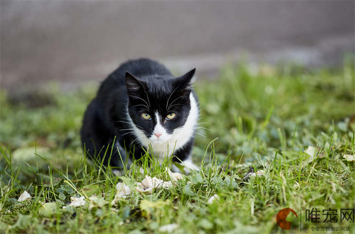 猫尿失禁是不是要死了 能自愈吗