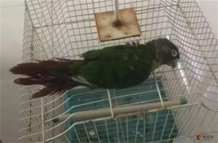 鹦鹉拉黑便必死吗 很粘稠是什么原因 鹦鹉拉黑便必死吗 很粘稠是什么原因