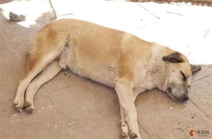 为什么老年犬不建议打狂犬疫苗 怎么判断是否携带病毒