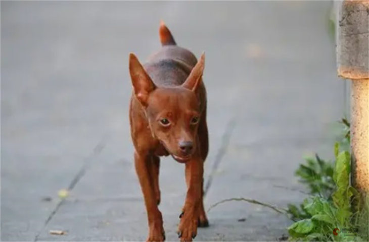 鹿犬怎么训练大小便 多大开始训练