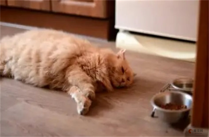 猫突然不吃东西了是为什么 怎么解决 猫突然不吃东西了是为什么 怎么解决