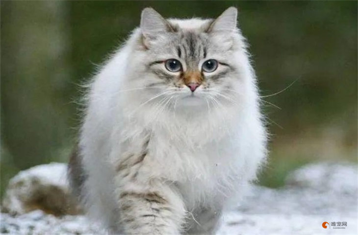 挪威森林猫脾气好吗 是否适合新手饲养 挪威森林猫脾气好吗 是否适合新手饲养