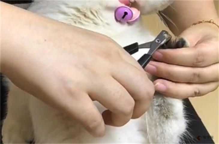 怎么给猫剪指甲不让他反抗 不配合怎么办 怎么给猫剪指甲不让他反抗 不配合怎么办