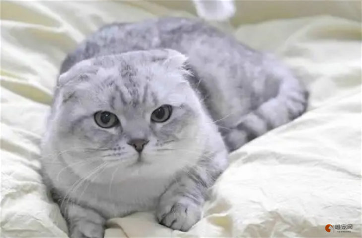 折耳猫发病治疗费用贵吗 要花多少钱 折耳猫发病治疗费用贵吗 要花多少钱