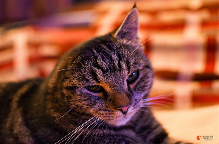 怎么养好猫咪 如何让猫更健康 怎么养好猫咪 如何让猫更健康