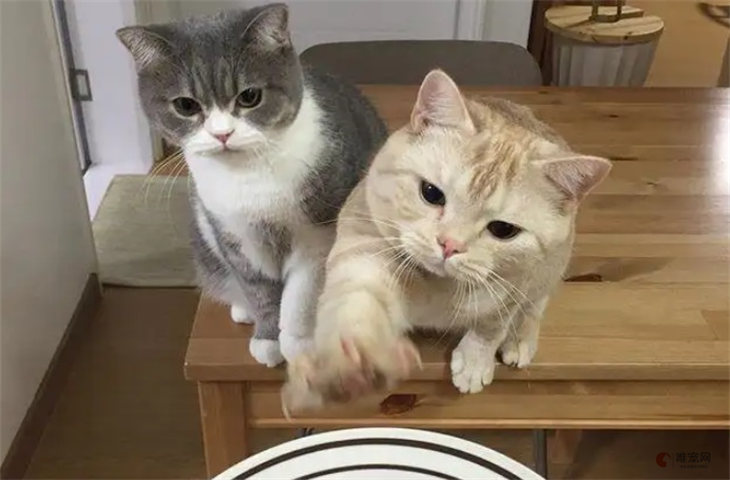 主人吃东西时猫咪一直盯着是啥意思 为什么守着人吃饭 主人吃东西时猫咪一直盯着是啥意思 为什么守着人吃饭