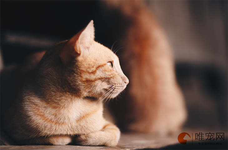 猫鼻梁有个凸起的硬包是怎么回事 如何处理 猫鼻梁有个凸起的硬包是怎么回事 如何处理