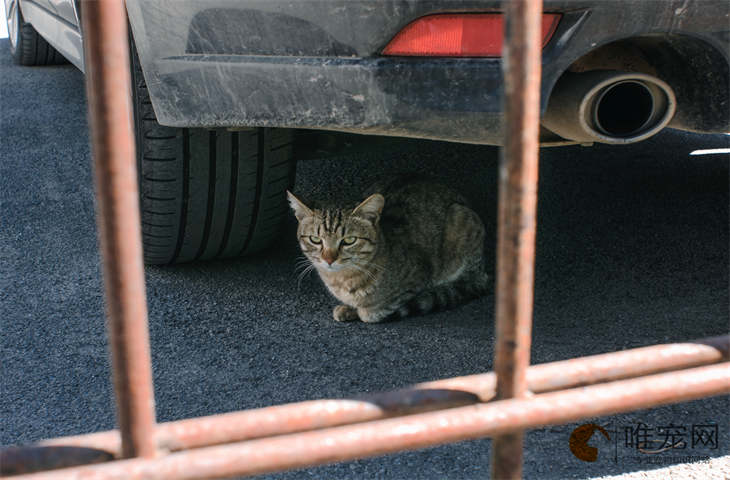 猫不喜欢被触摸的位置是哪里 如何确定是否认主