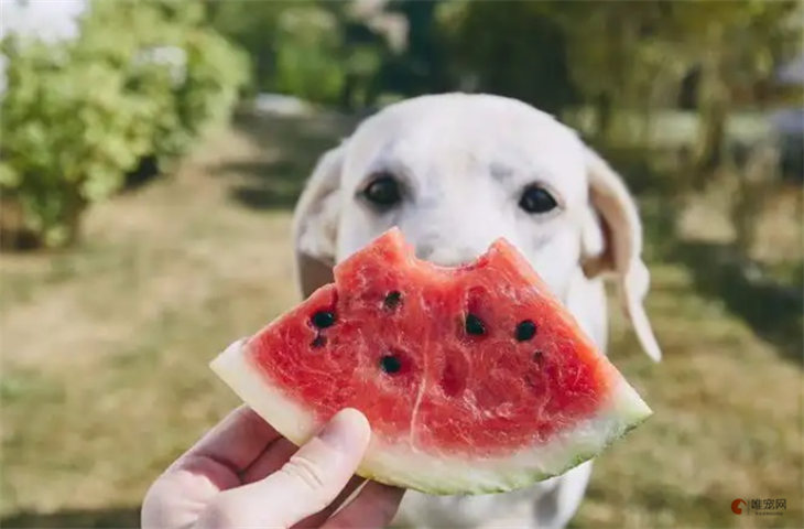 狗狗可以吃西瓜吗 禁忌食物有哪些