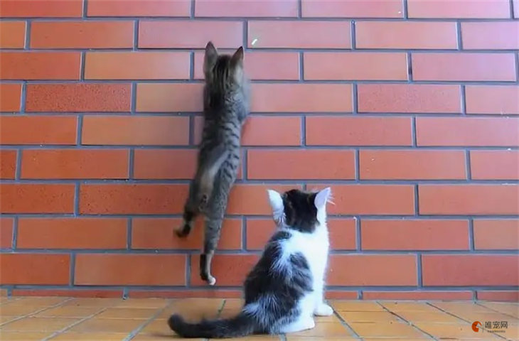 猫总往墙上蹦怎么制止 为什么抓墙