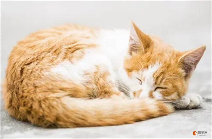 天热了猫咪爱睡觉正常吗 是不是不舒服 天热了猫咪爱睡觉正常吗 是不是不舒服