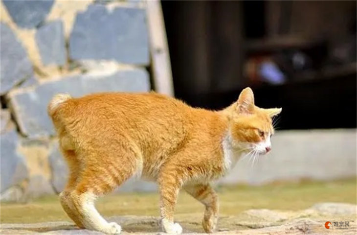 天生没尾巴的猫吉利吗 为什么不能养 天生没尾巴的猫吉利吗 为什么不能养