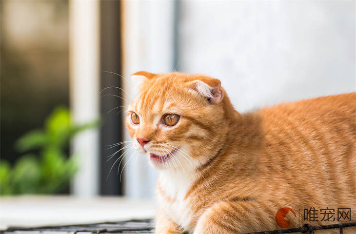 折耳猫一定会得软骨病吗 几岁会发病