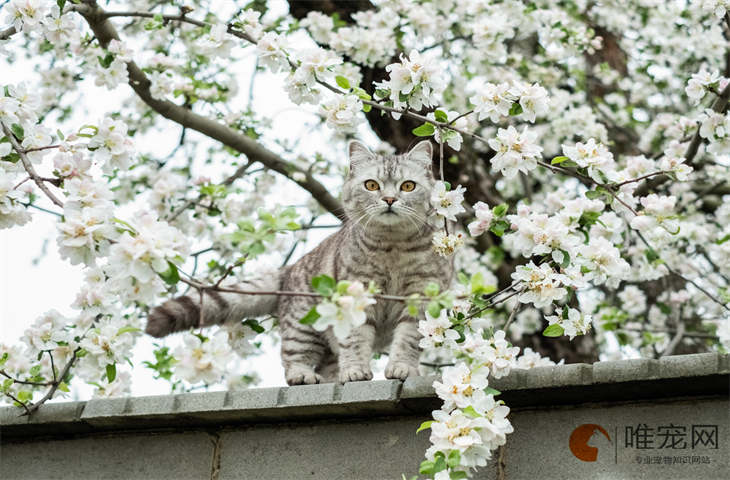 人一靠近猫就蹭笼子是怎么回事