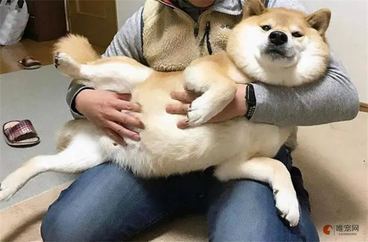 正确的抱狗姿势 怎么抱狗狗舒服 正确的抱狗姿势 怎么抱狗狗舒服