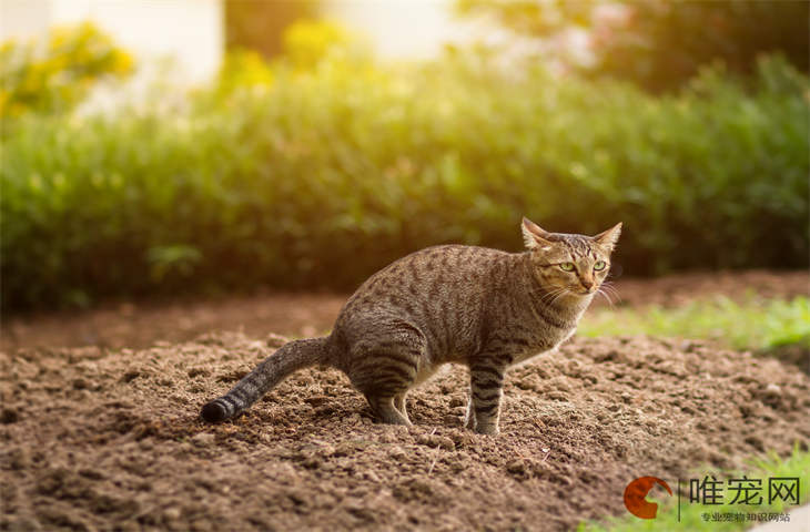 猫咪使劲用头顶我的手还叫是怎么回事 如何训练猫咪听话