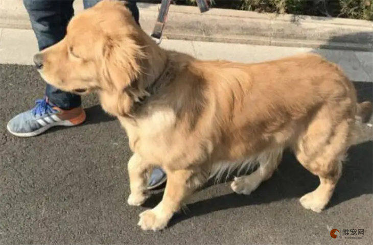 狗狗后腿一个粗一个细怎么回事 如何解决 狗狗后腿一个粗一个细怎么回事 如何解决