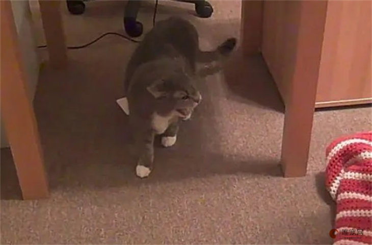 猫咪在家莫名其妙被吓到是怎么了 如何缓解 猫咪在家莫名其妙被吓到是怎么了 如何缓解