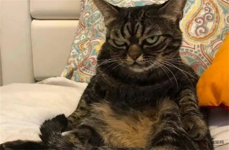 如何让猫知道我才是老大 给小猫立规矩的方法 如何让猫知道我才是老大 给小猫立规矩的方法
