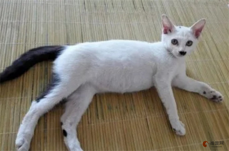 三个月的小猫精神很好就是瘦怎么回事 如何处理 三个月的小猫精神很好就是瘦怎么回事 如何处理